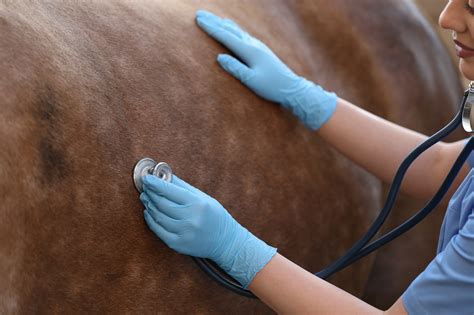The role of mare magic in improving fertility in mares